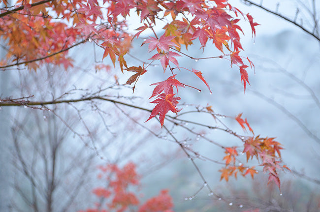 2015年11月7日 植樹の様子