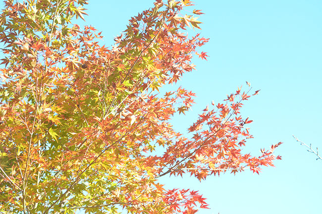2016年11月12日 植樹の様子