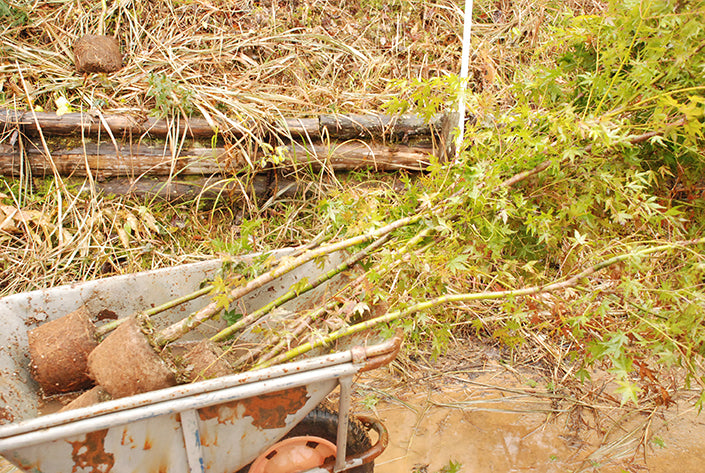 2012年11月11日 植樹の様子