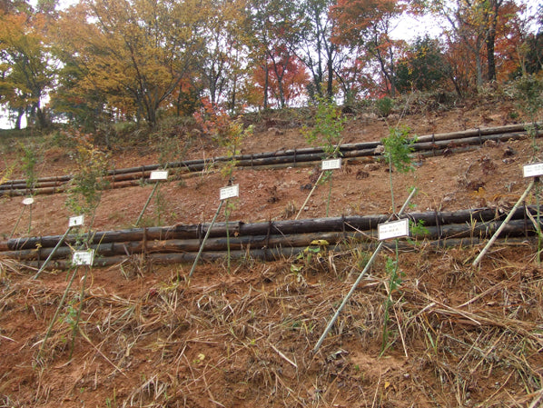 2010年11月14日 植樹の様子