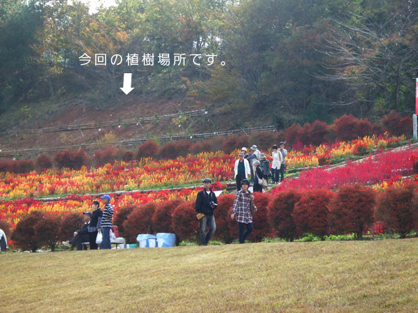 2011年11月13日 植樹の様子