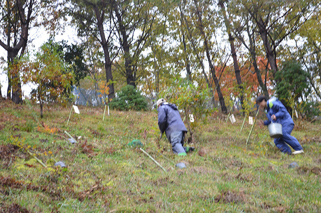 2013年11月10日 植樹の様子