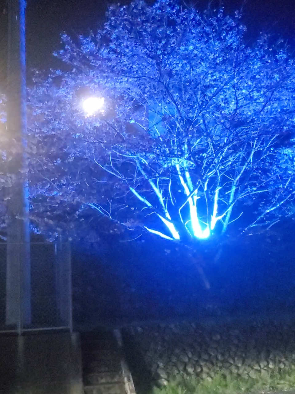 2024年4月 RGB 桜 ライトアップ