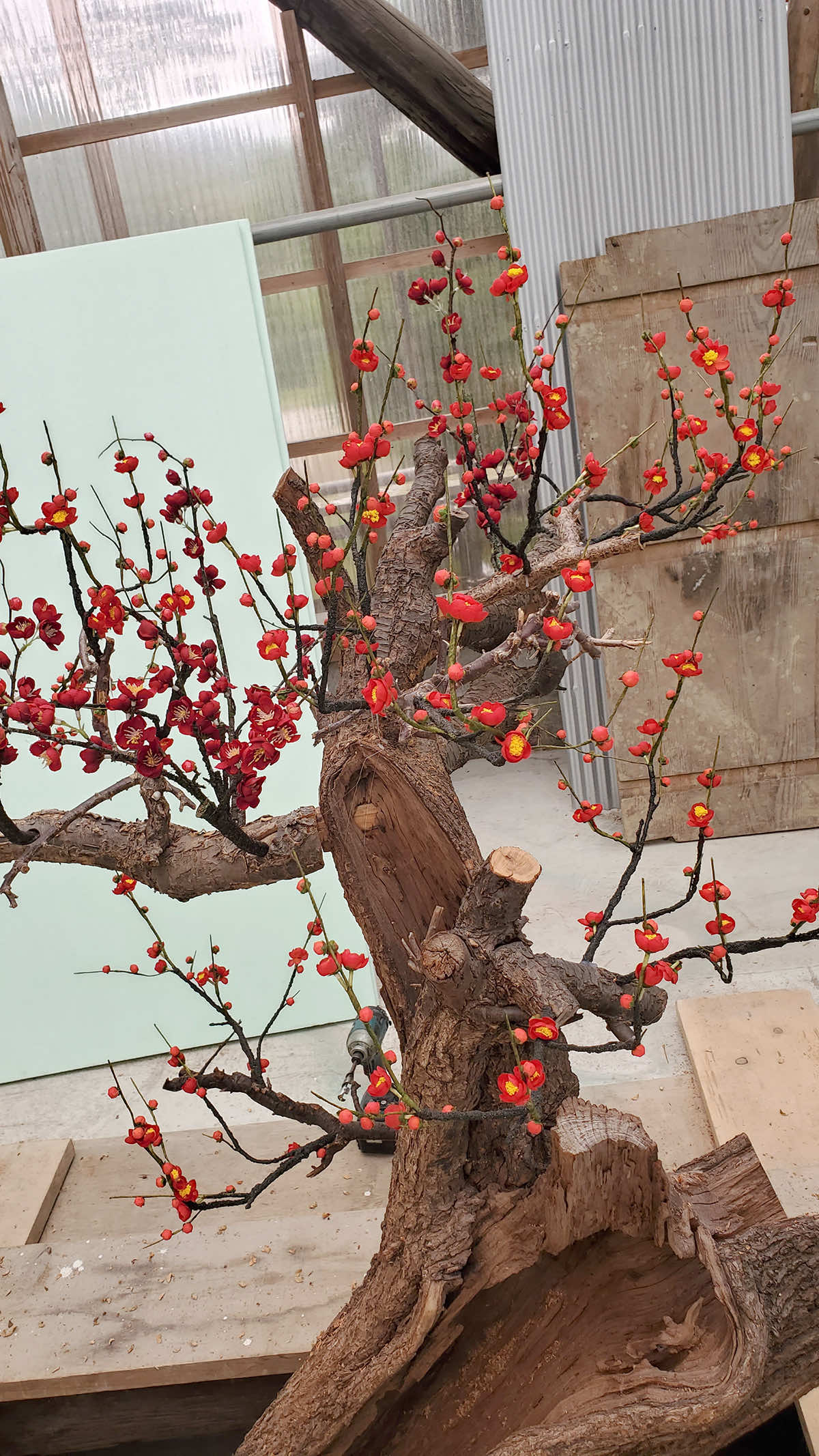 2024年6月福岡県 企業様 人工梅ほか