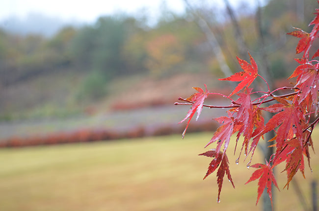 2014年11月9日 植樹の様子