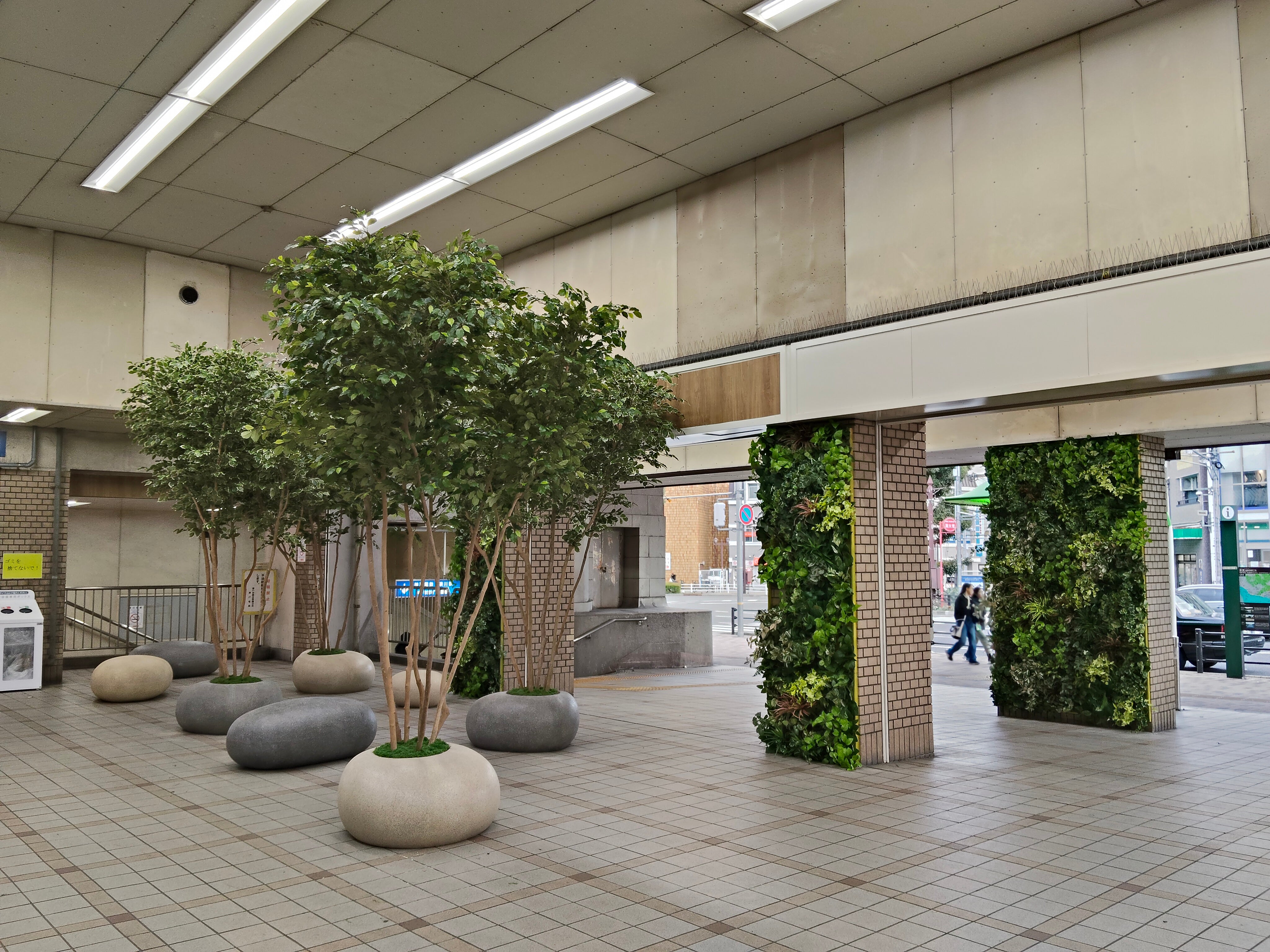 兵庫県 企業様 ベンジャミン H3.3mx4本