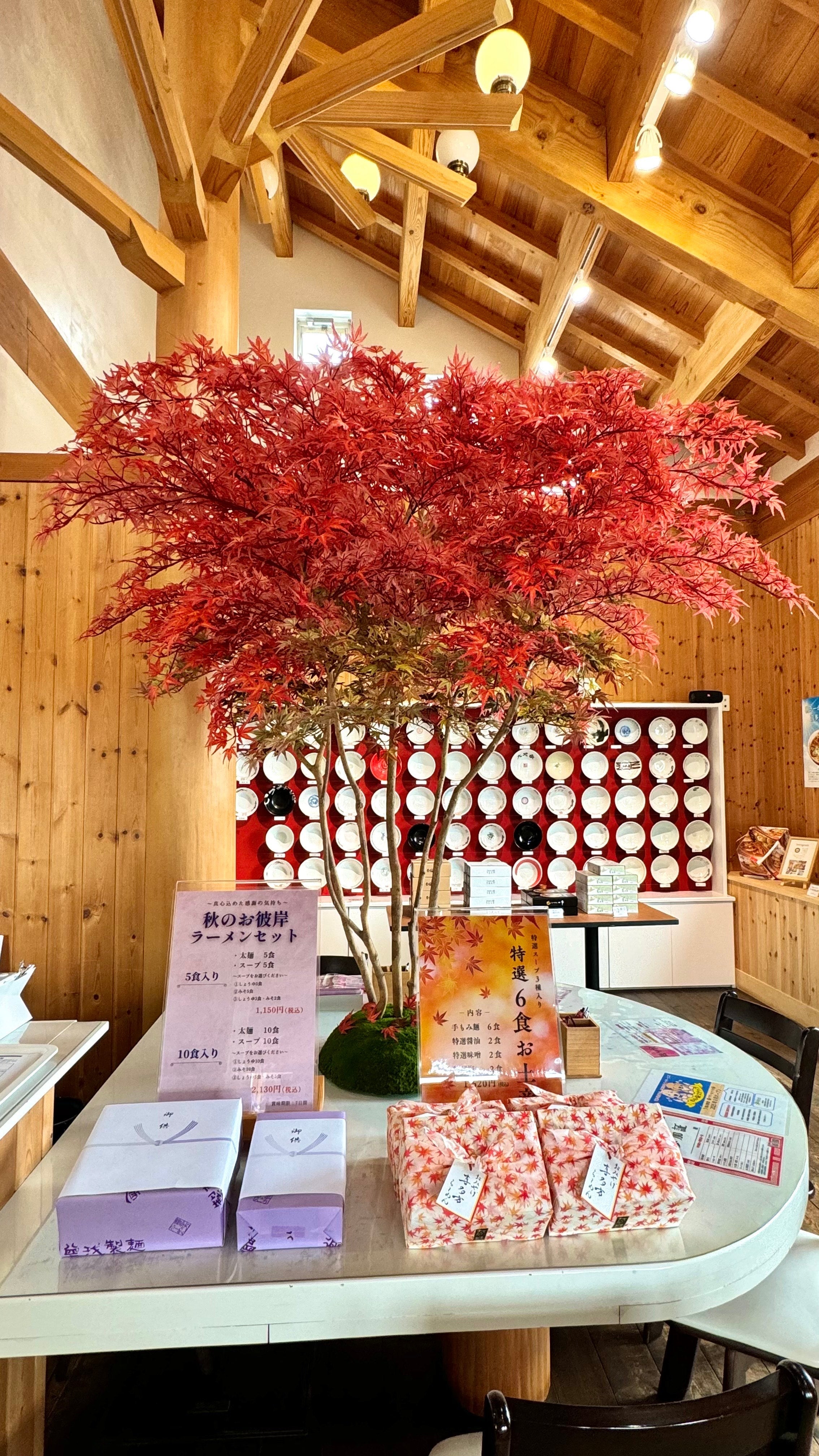 2025年9月 福島県 企業様 モミジ 1.6m