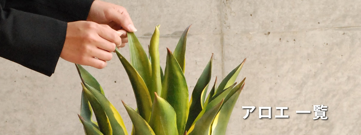 アロエ