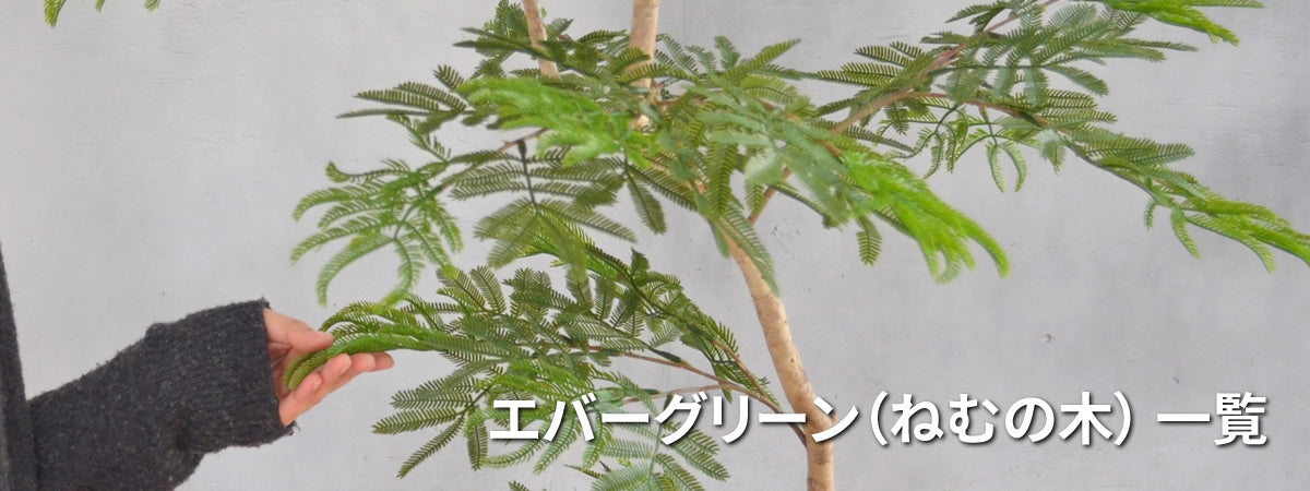 エバーグリーン