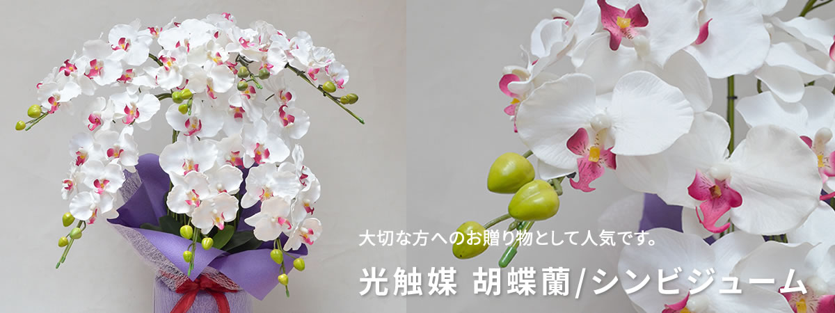 胡蝶蘭