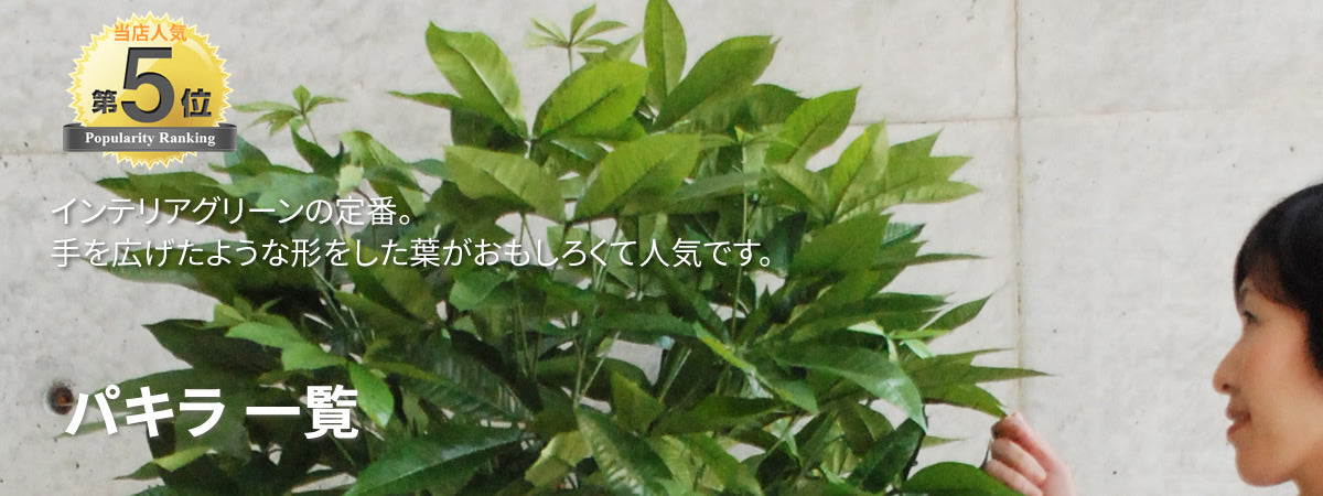 パキラ
