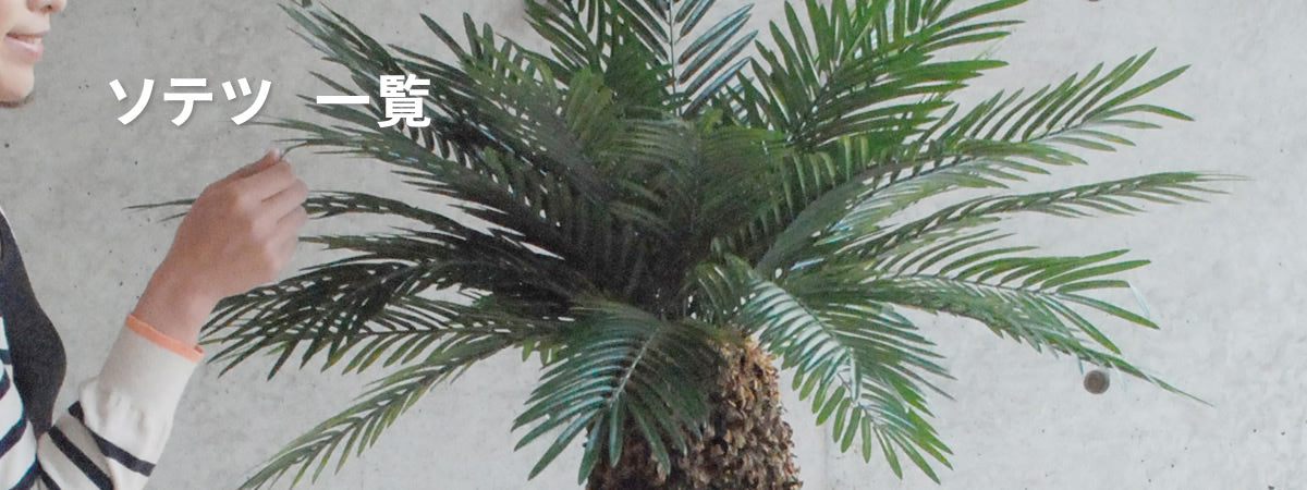 ソテツ
