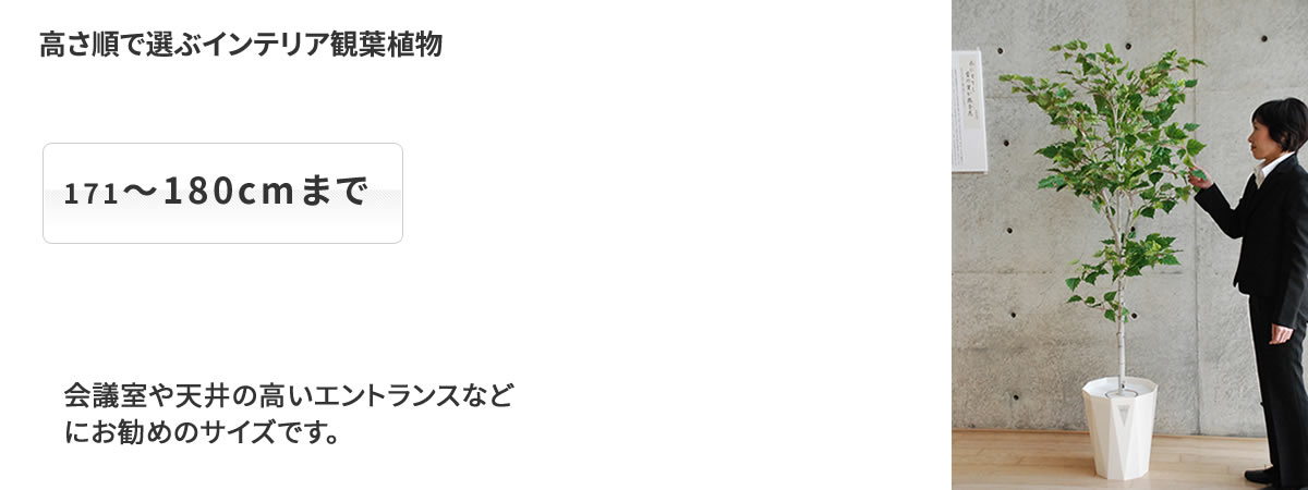 高さ別 ~180cm