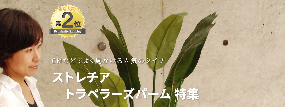 トラベラーズパーム/ストレチア