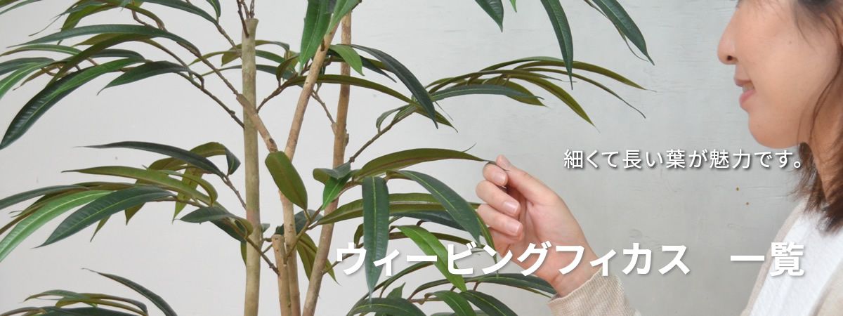 ウィービングフィカス