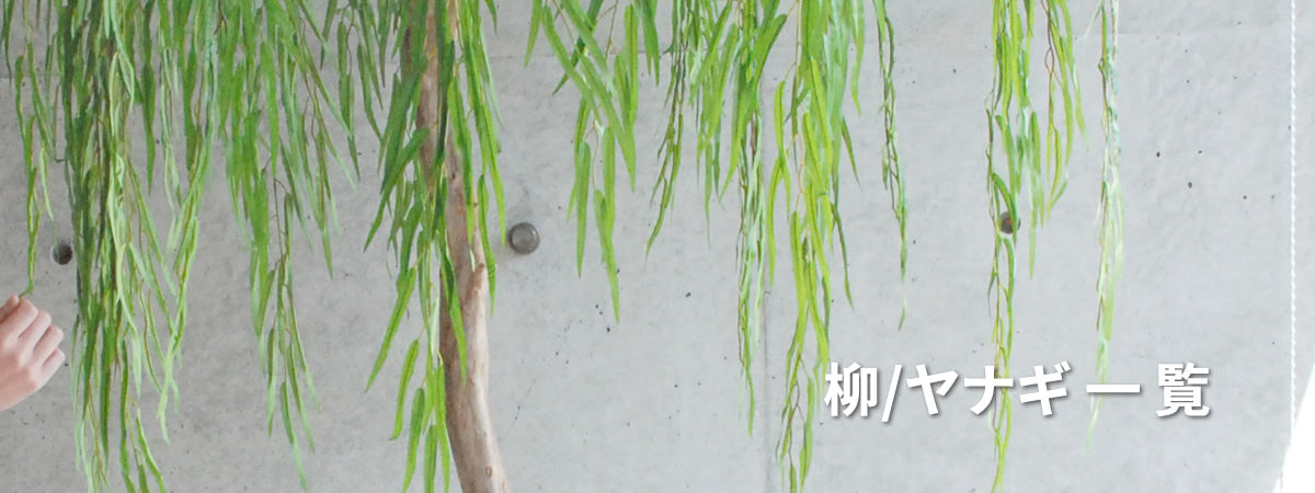 ヤナギ