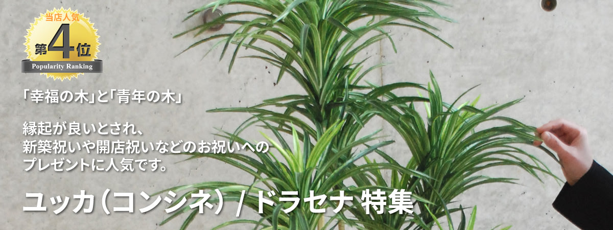 ユッカ(コンシネ)/ドラセナ/幸福の木