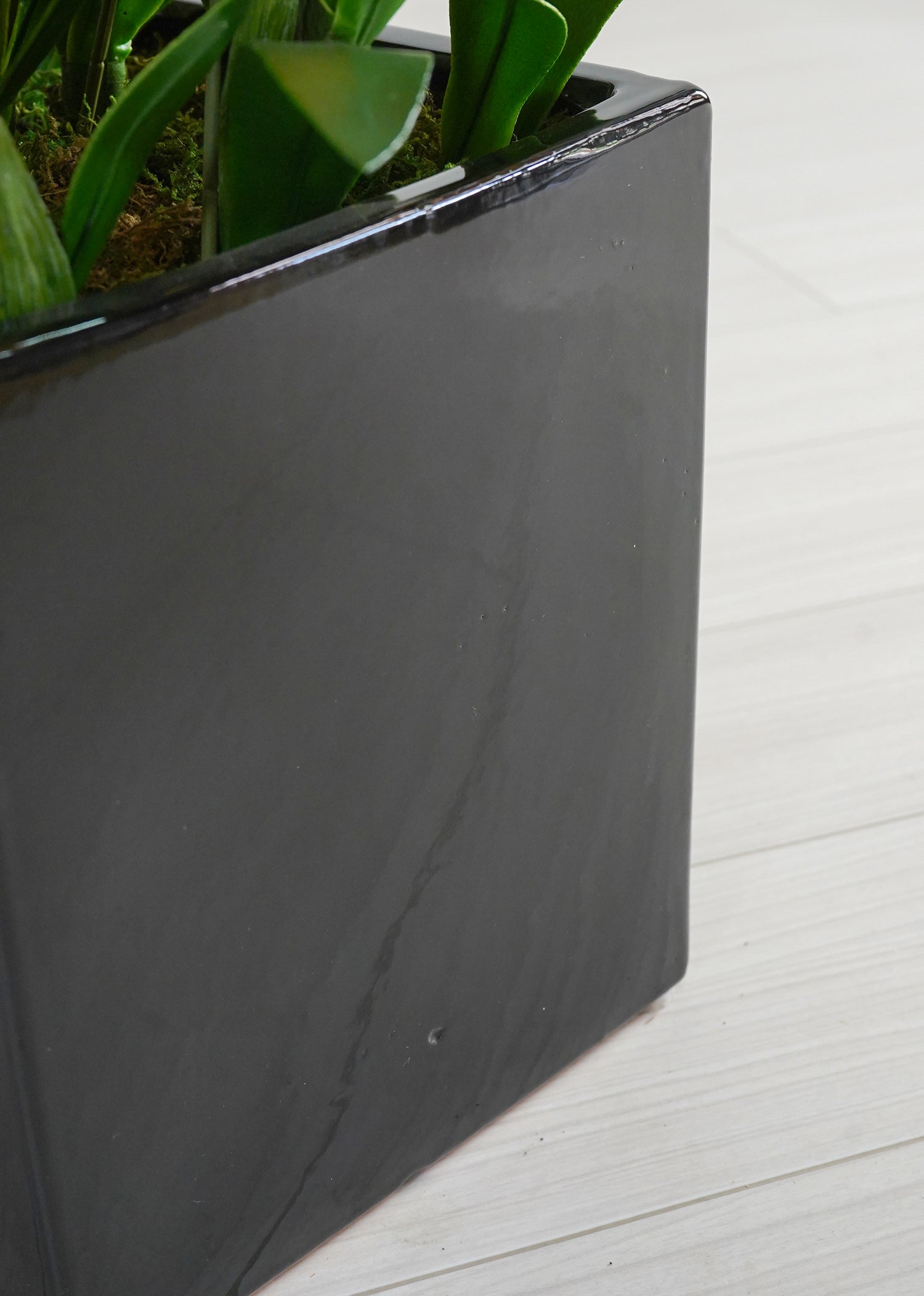 オンシジューム(1点物)