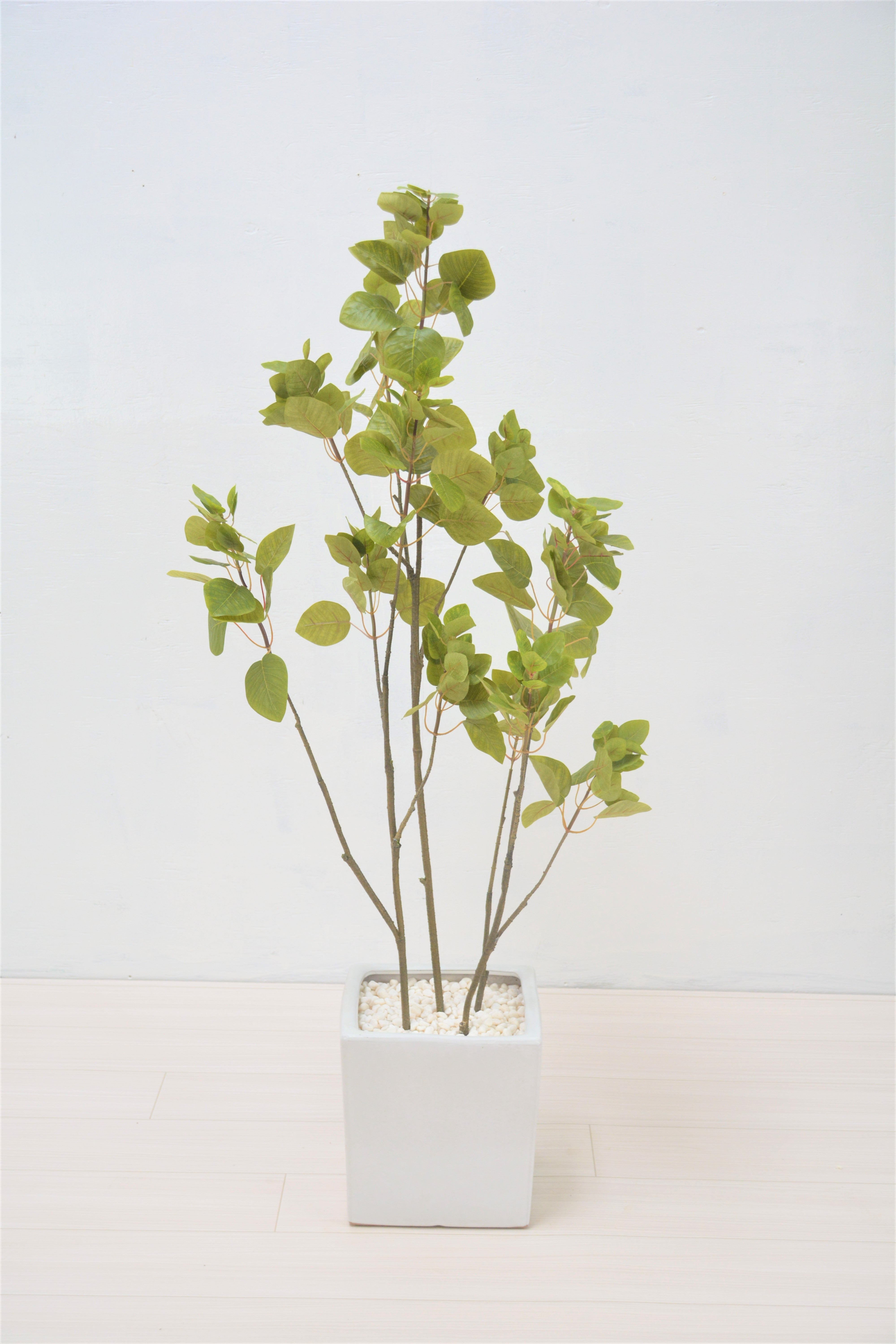 スモークツリー(1点物)