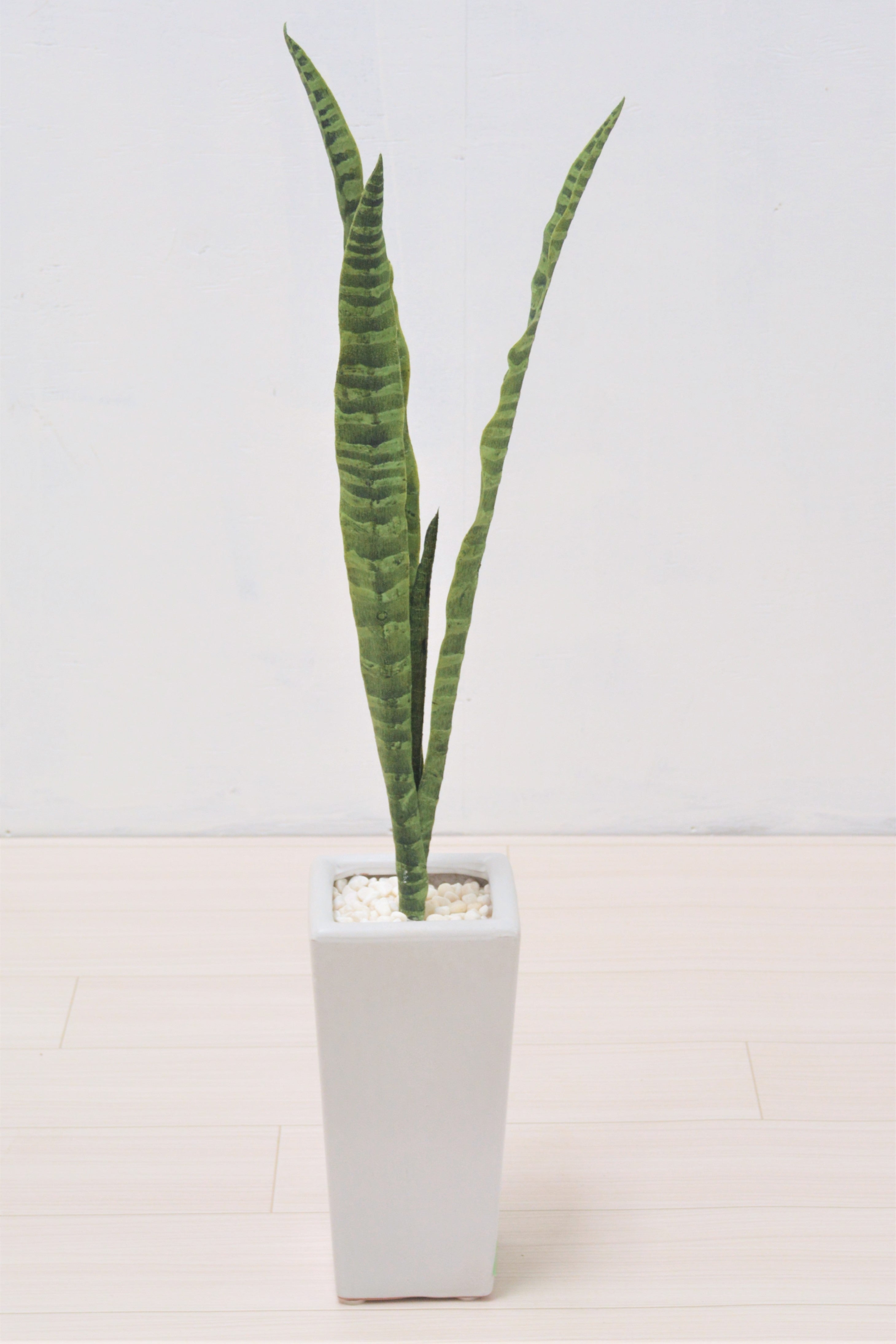 サンセベリア(1点物)