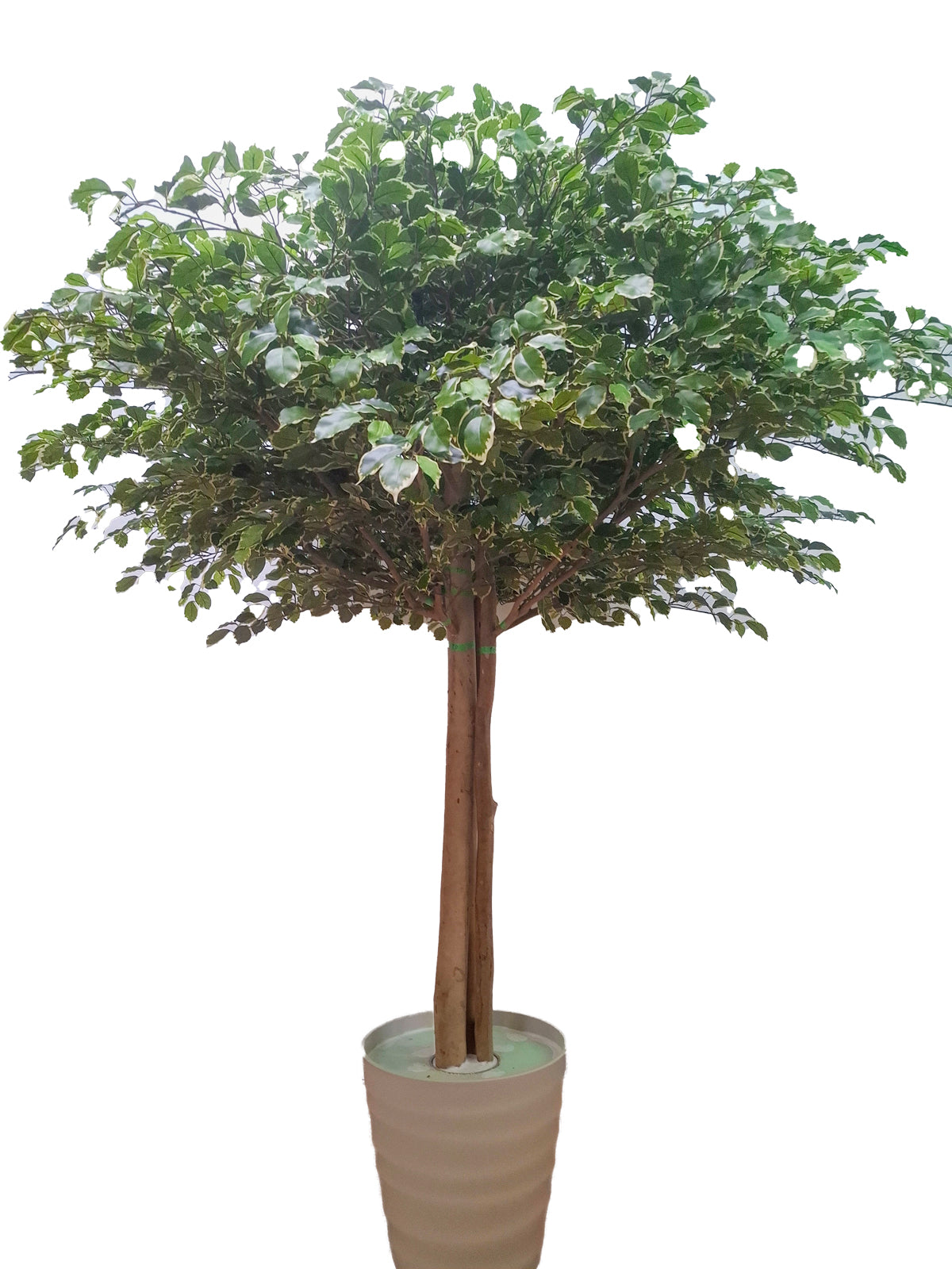 ベンジャミン (組み立て式)