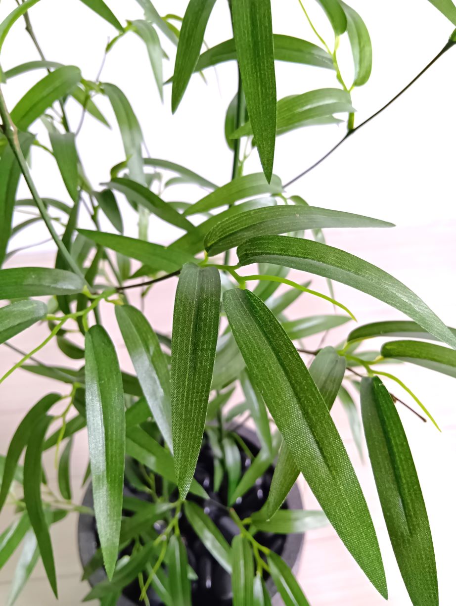 竹(1点物)