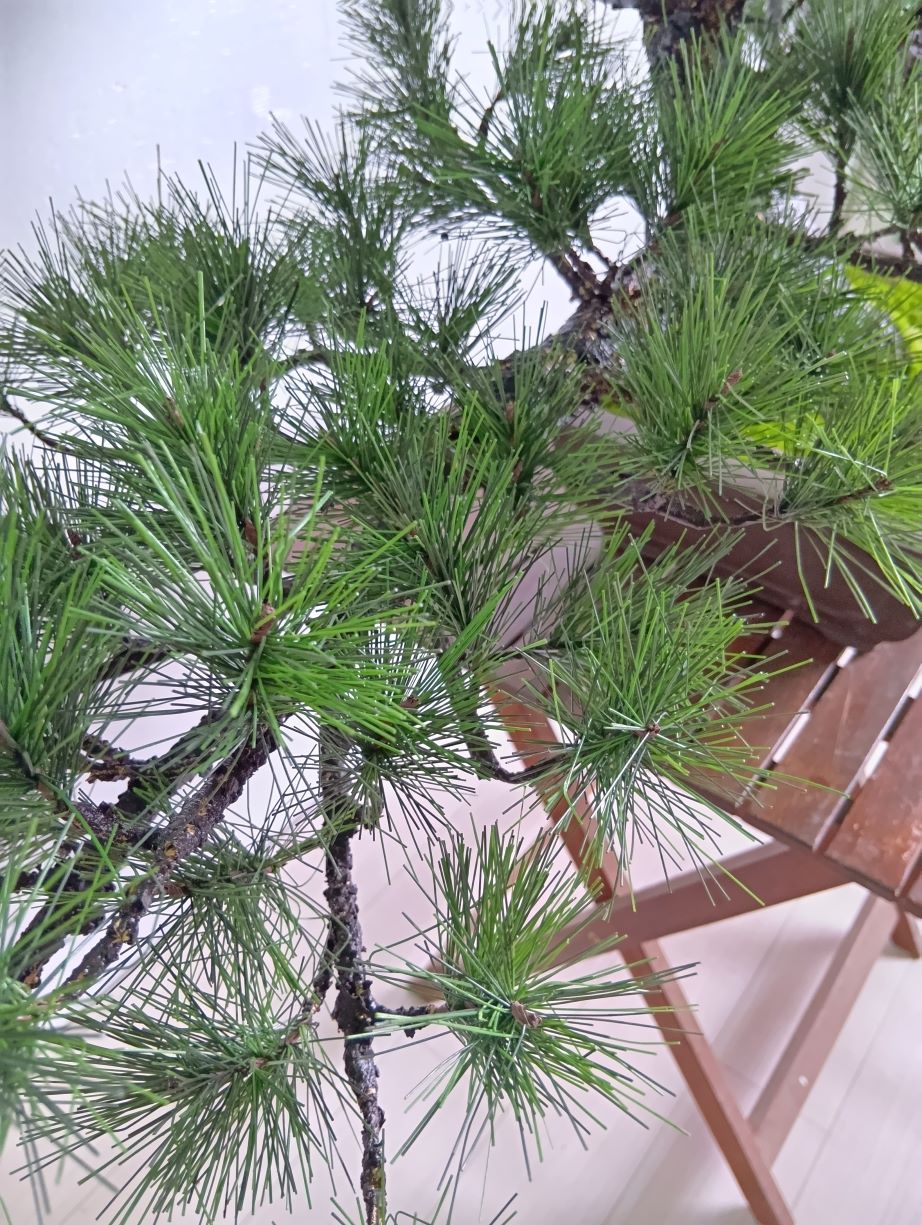 盆栽