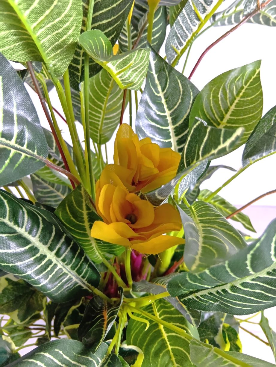 ゼブラ寄せ植え