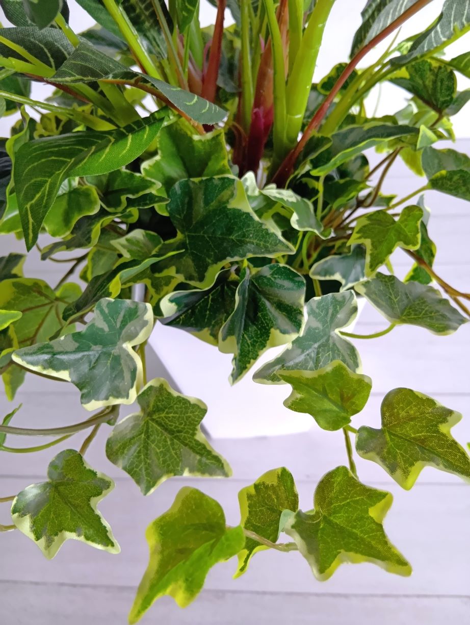 ゼブラ寄せ植え