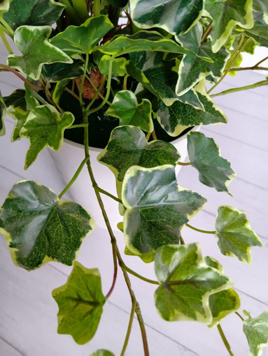 カラーリリー寄せ植え(1点物)
