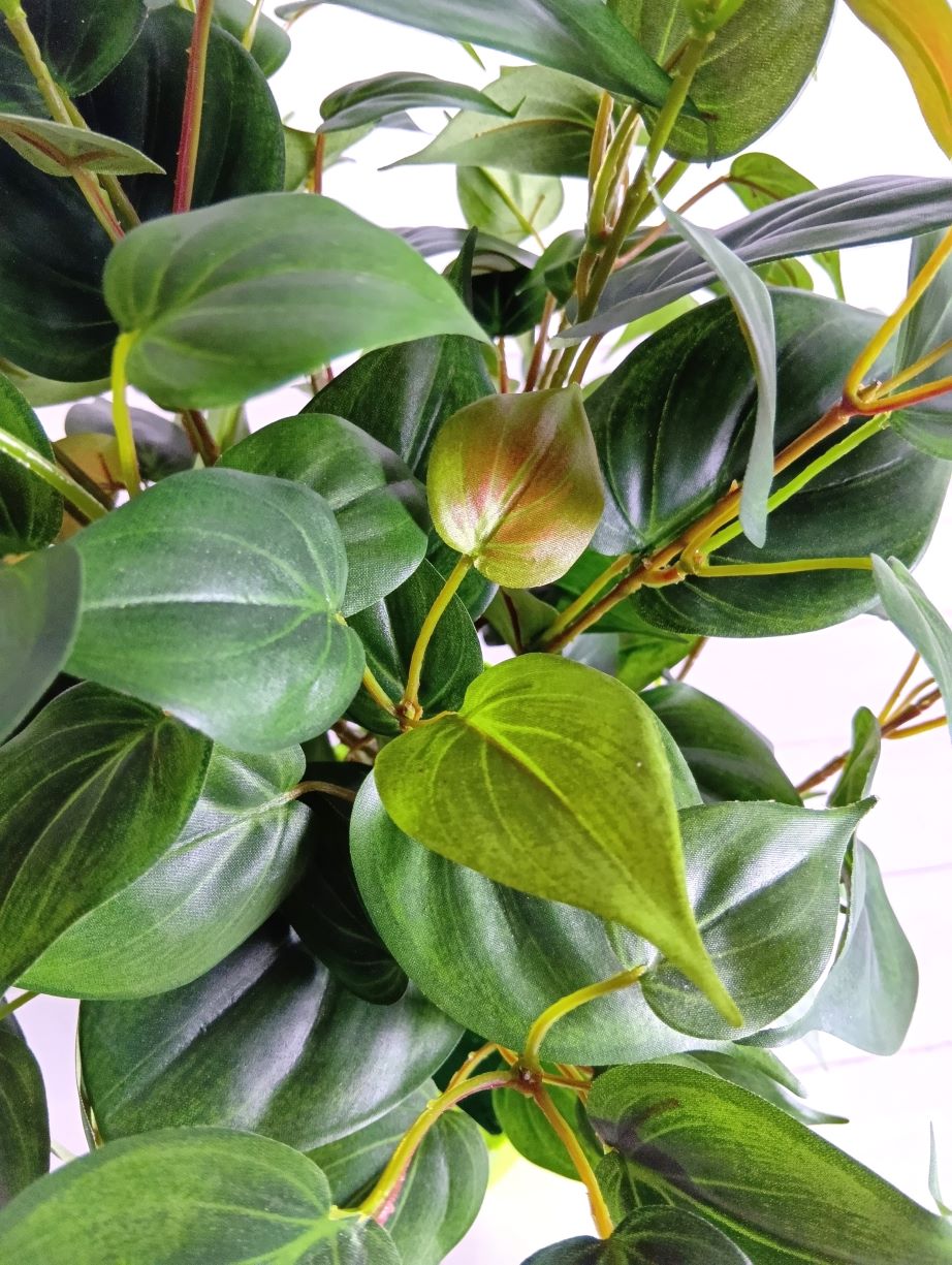 カラーリリー寄せ植え(1点物)