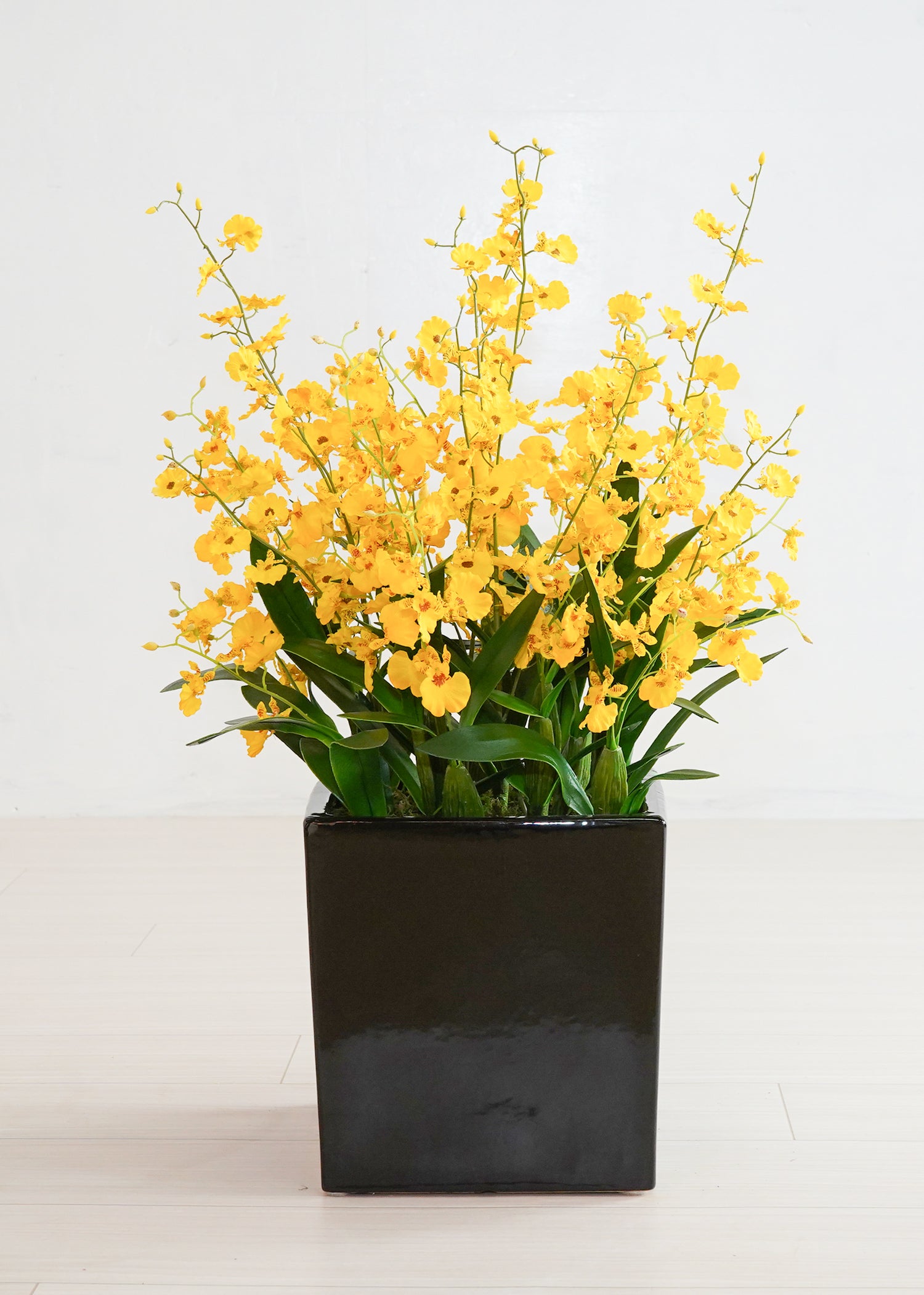 オンシジューム(1点物)