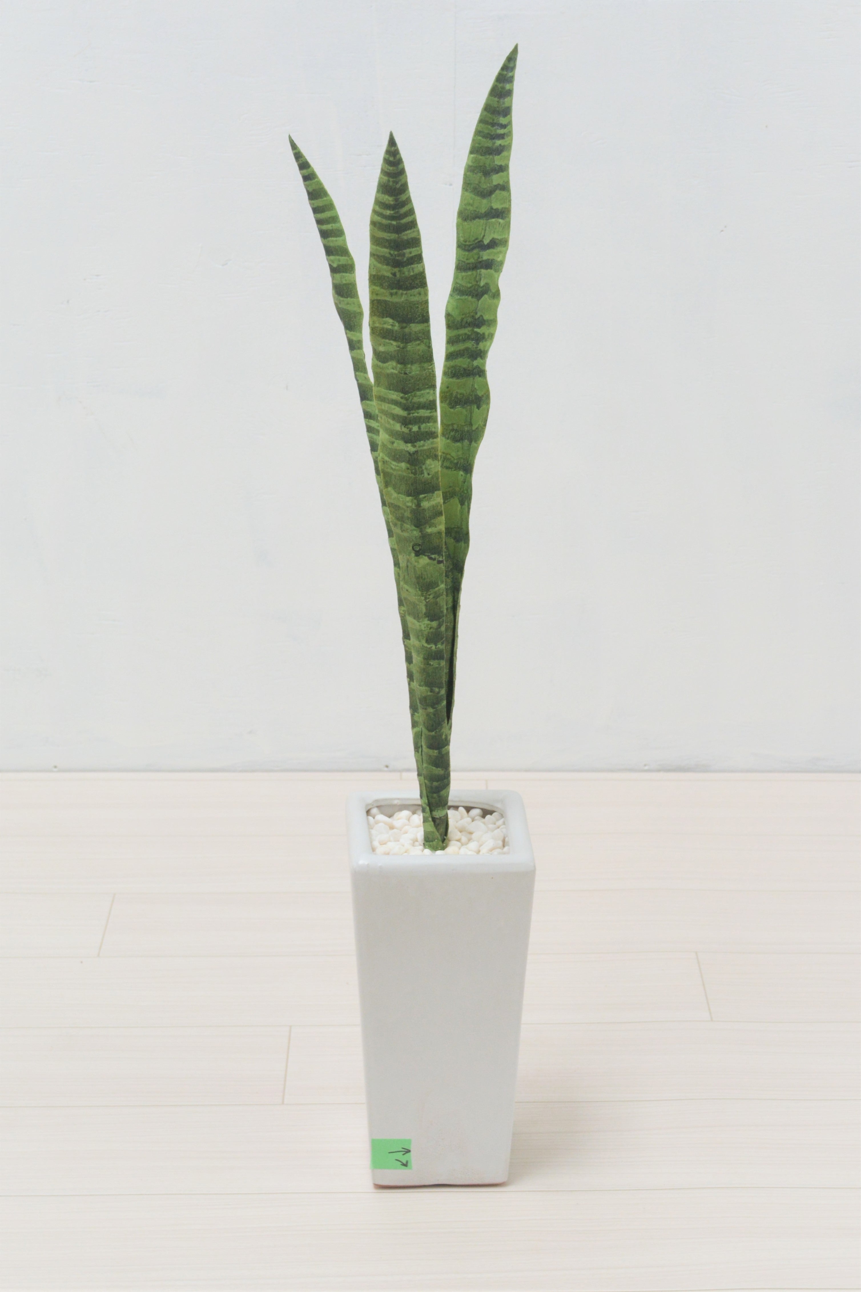 サンセベリア(1点物)