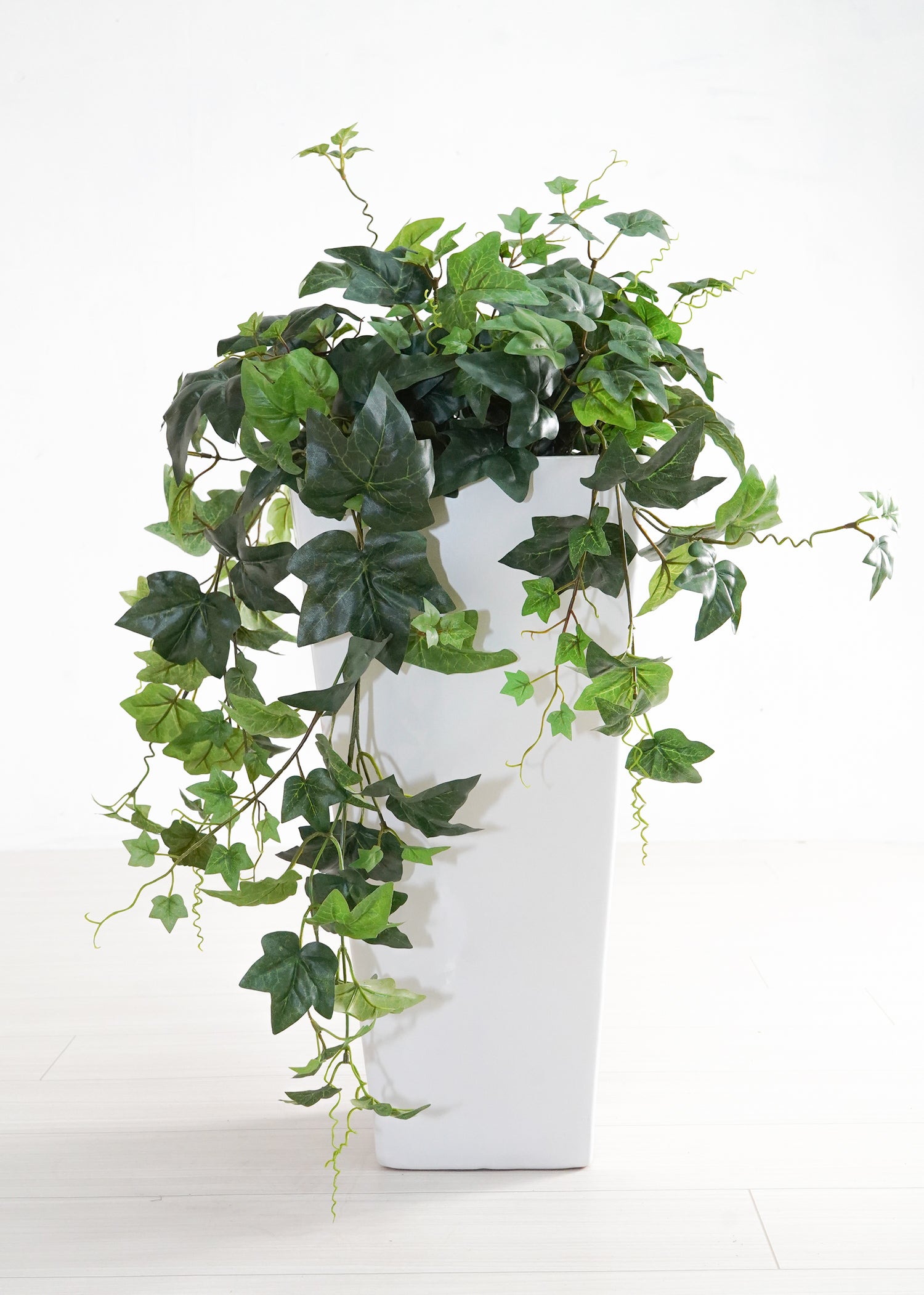 ストレチア(1点物)