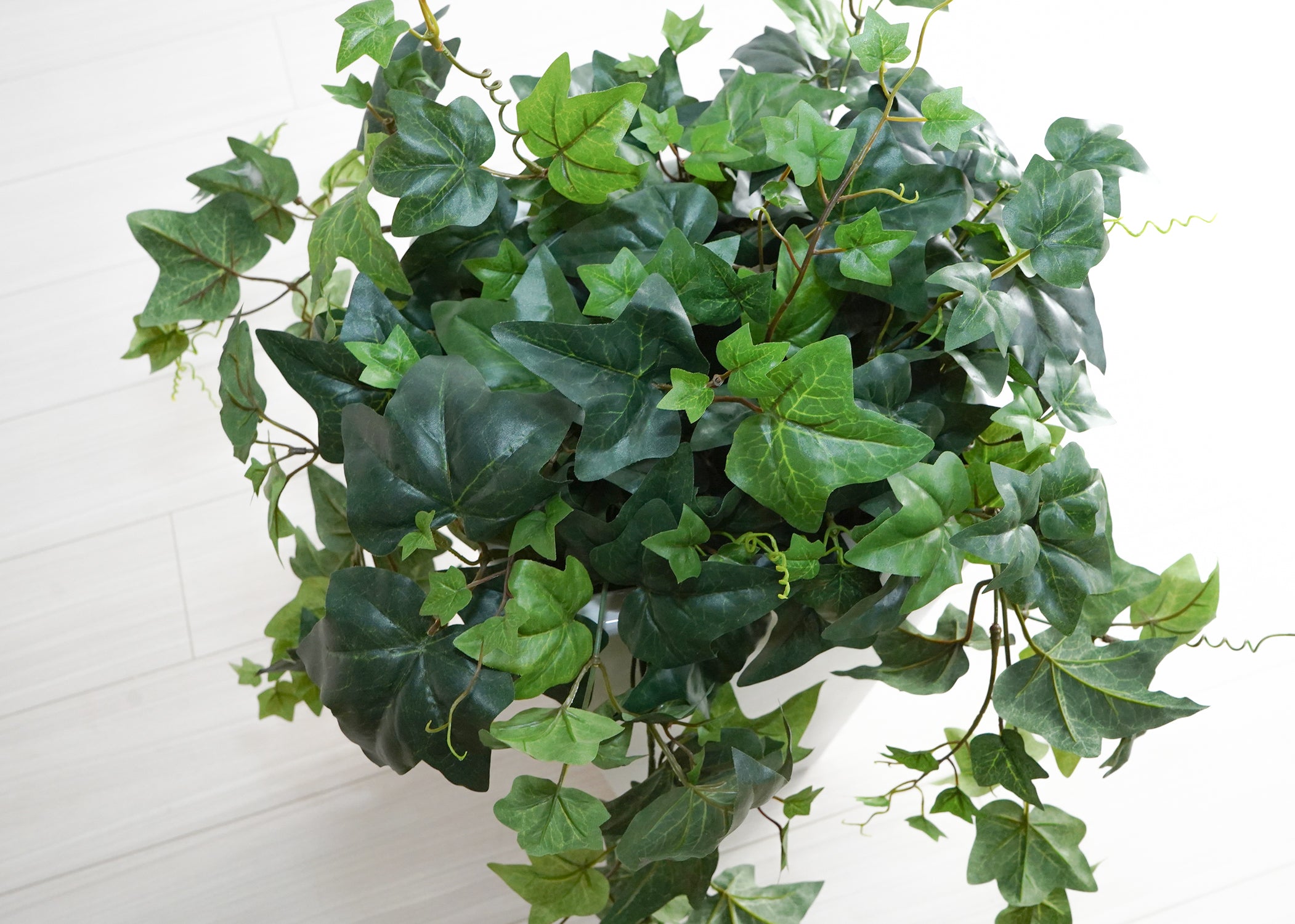 ストレチア(1点物)