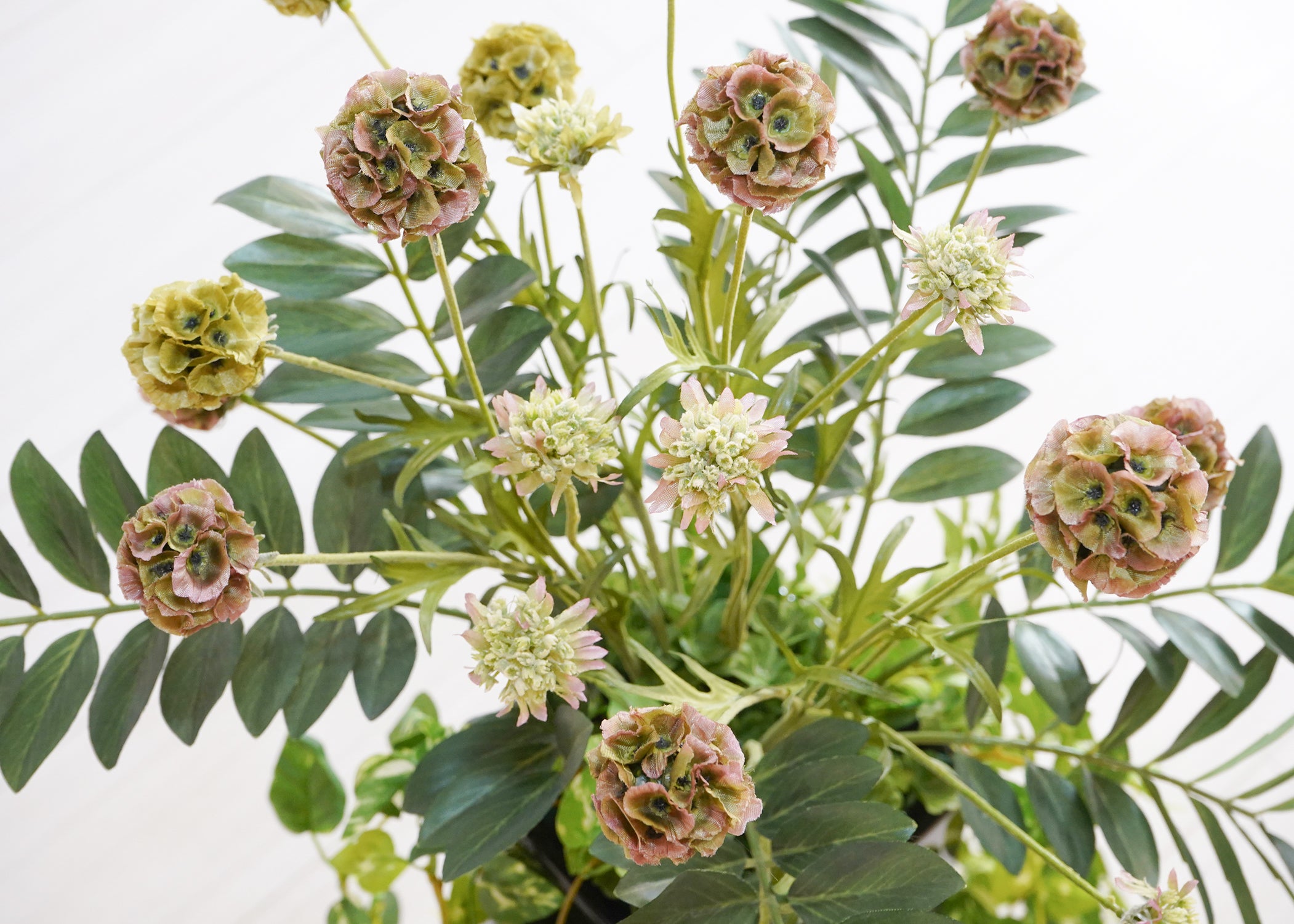 ポトス・ザミオ(1点物)