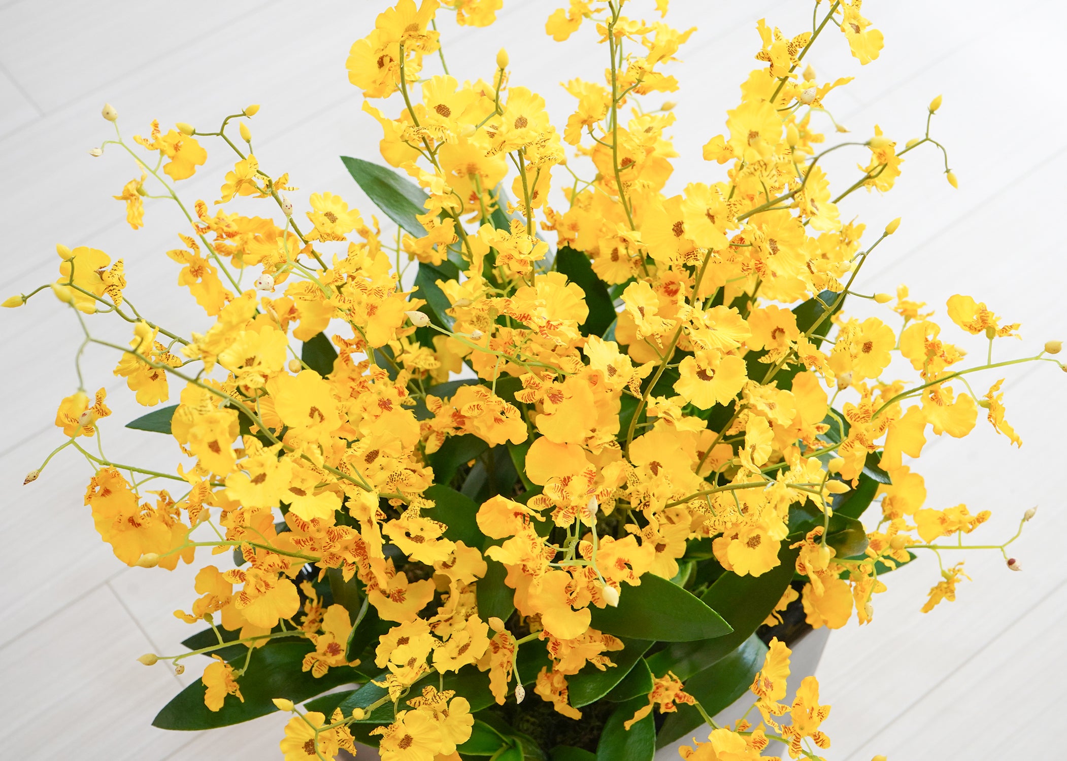 オンシジューム(1点物)