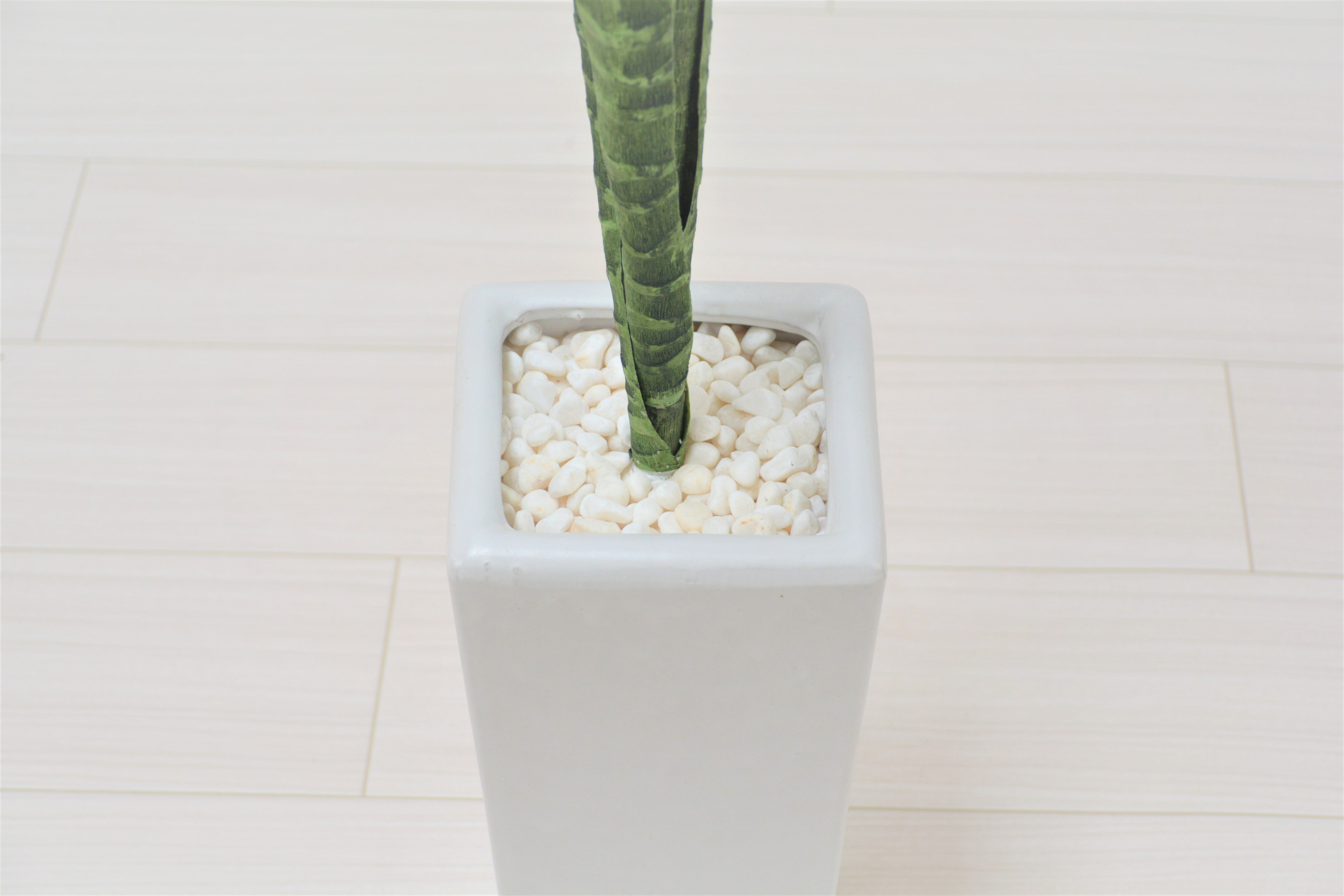 サンセベリア(1点物)