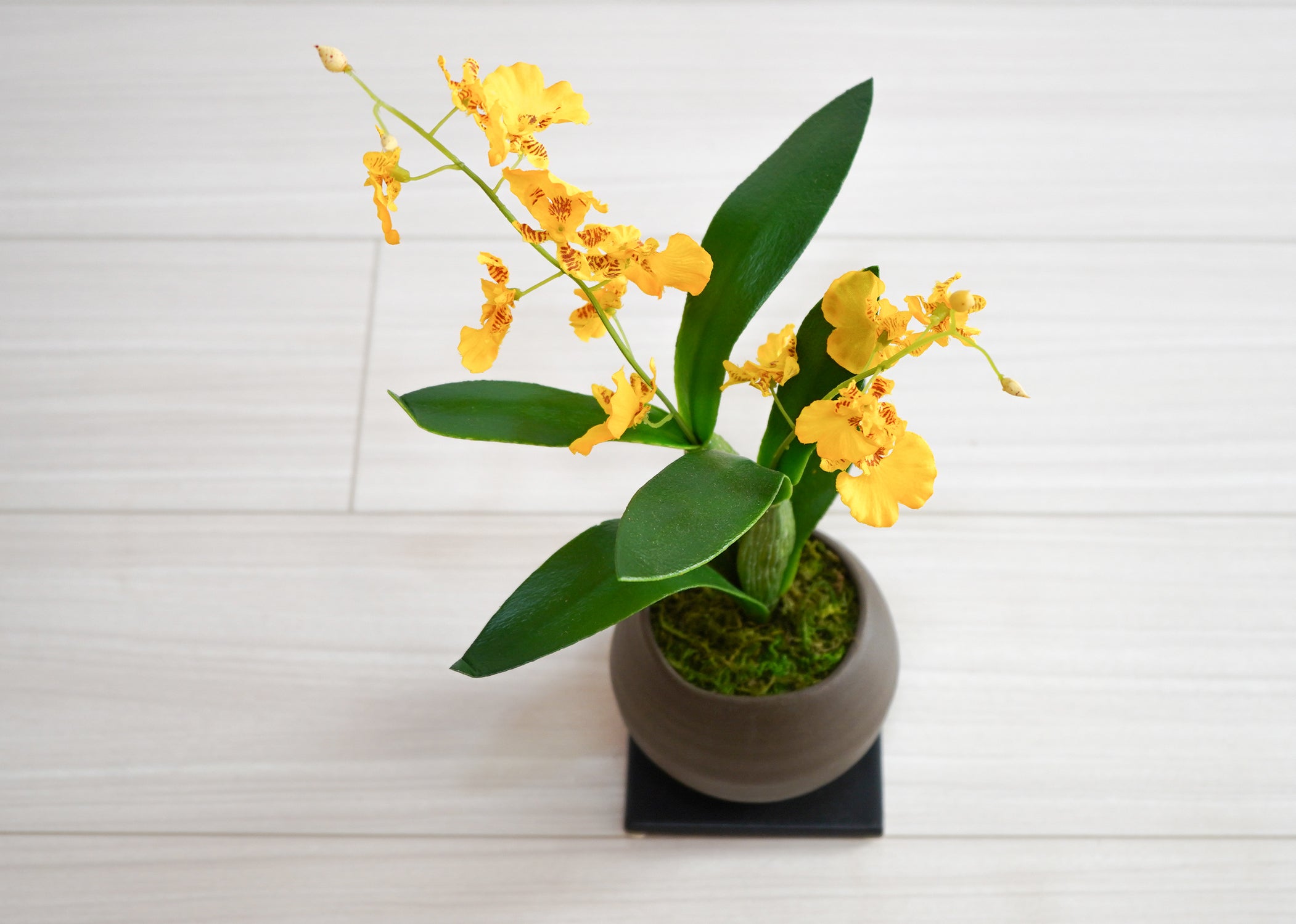 オンシジューム(1点物)