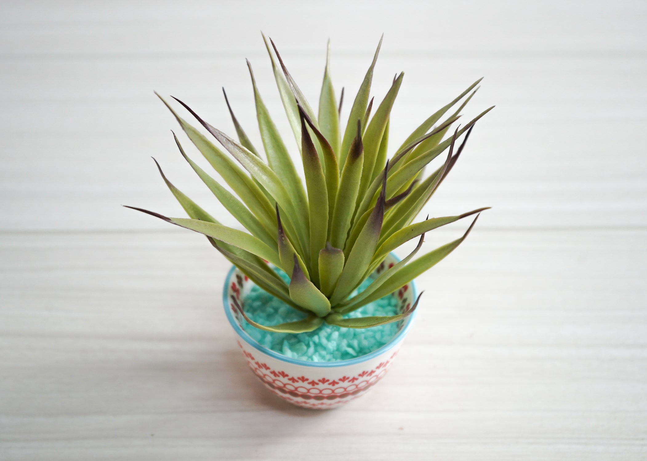 カクタス(1点物)