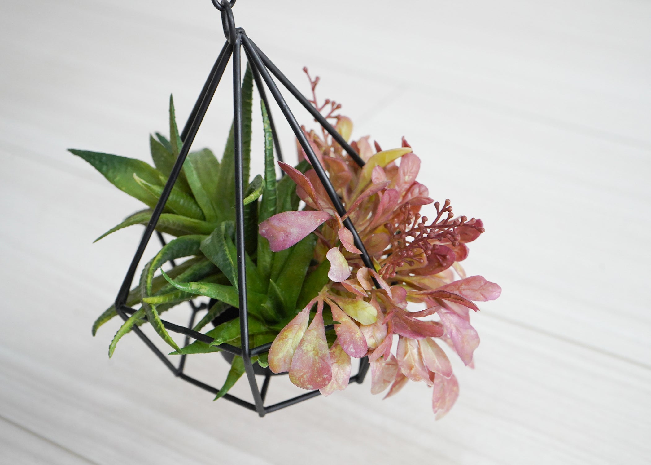 多肉植物(1点物)