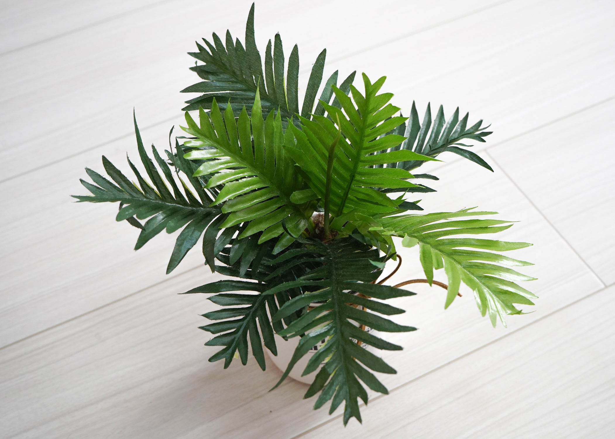 ミニソテツ(1点物)