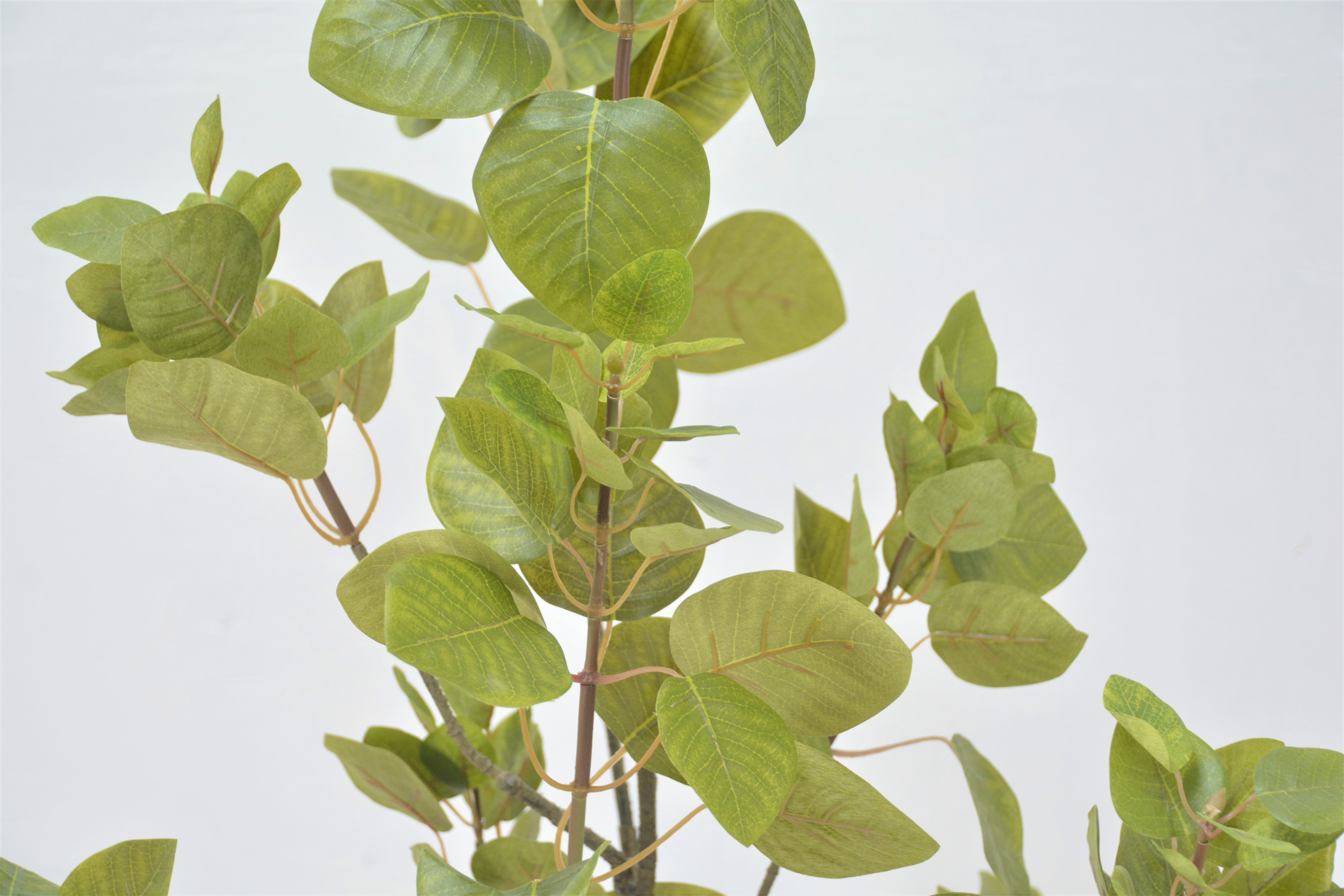 スモークツリー(1点物)