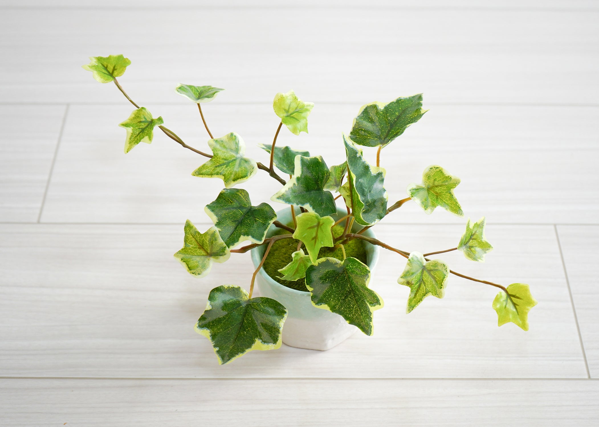 アイビー(1点物)