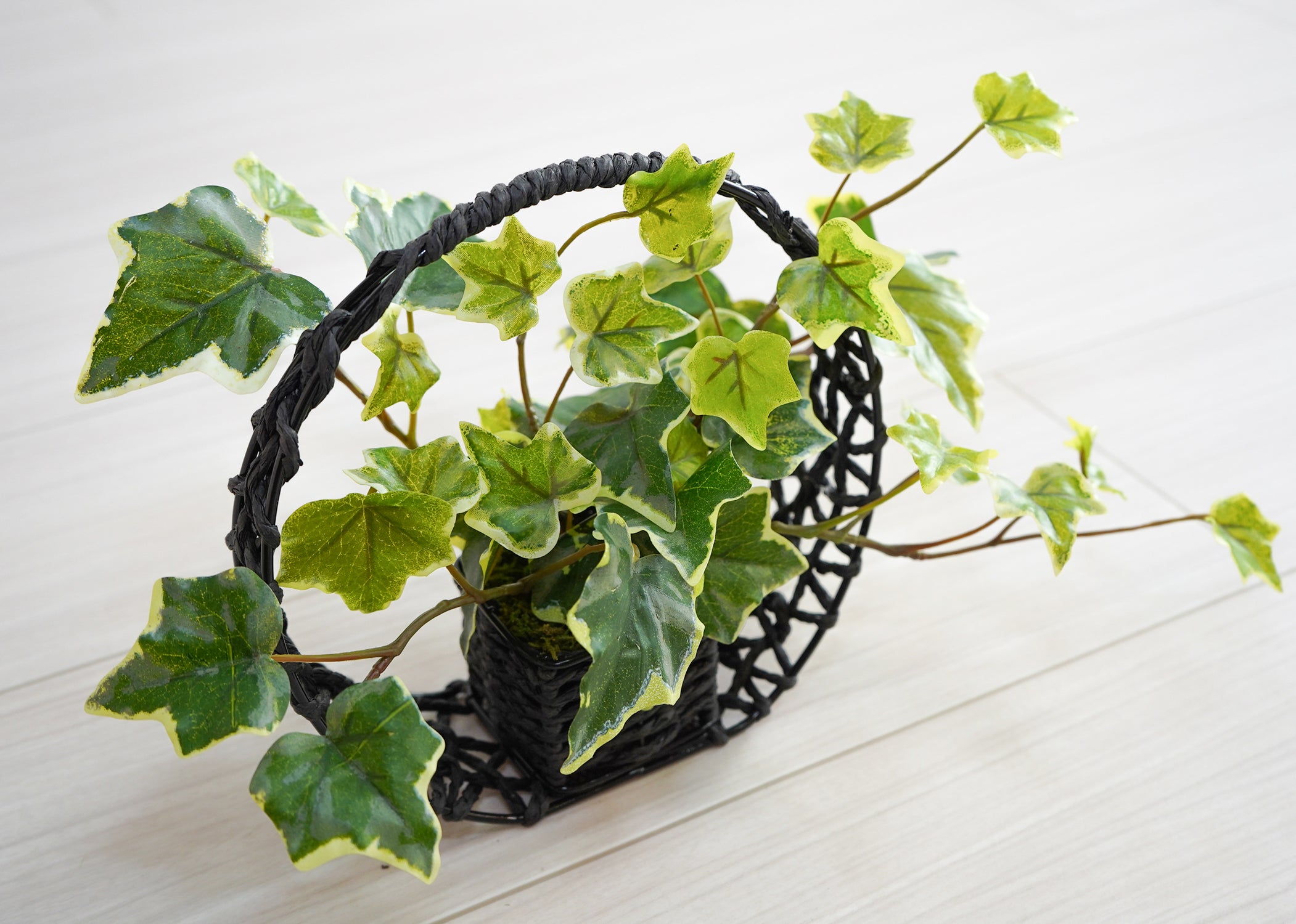 アイビー(1点物)