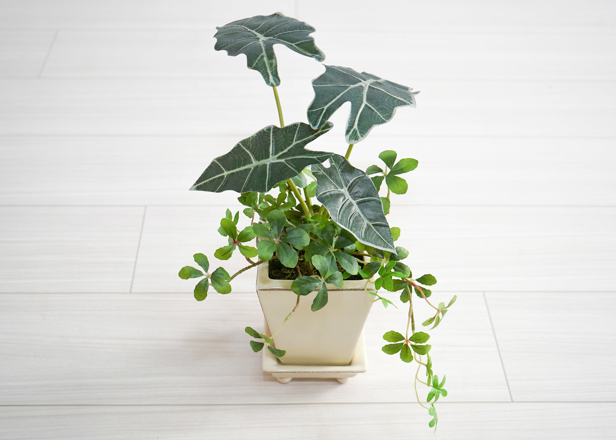 シュガーバイン・タロイモ(1点物)