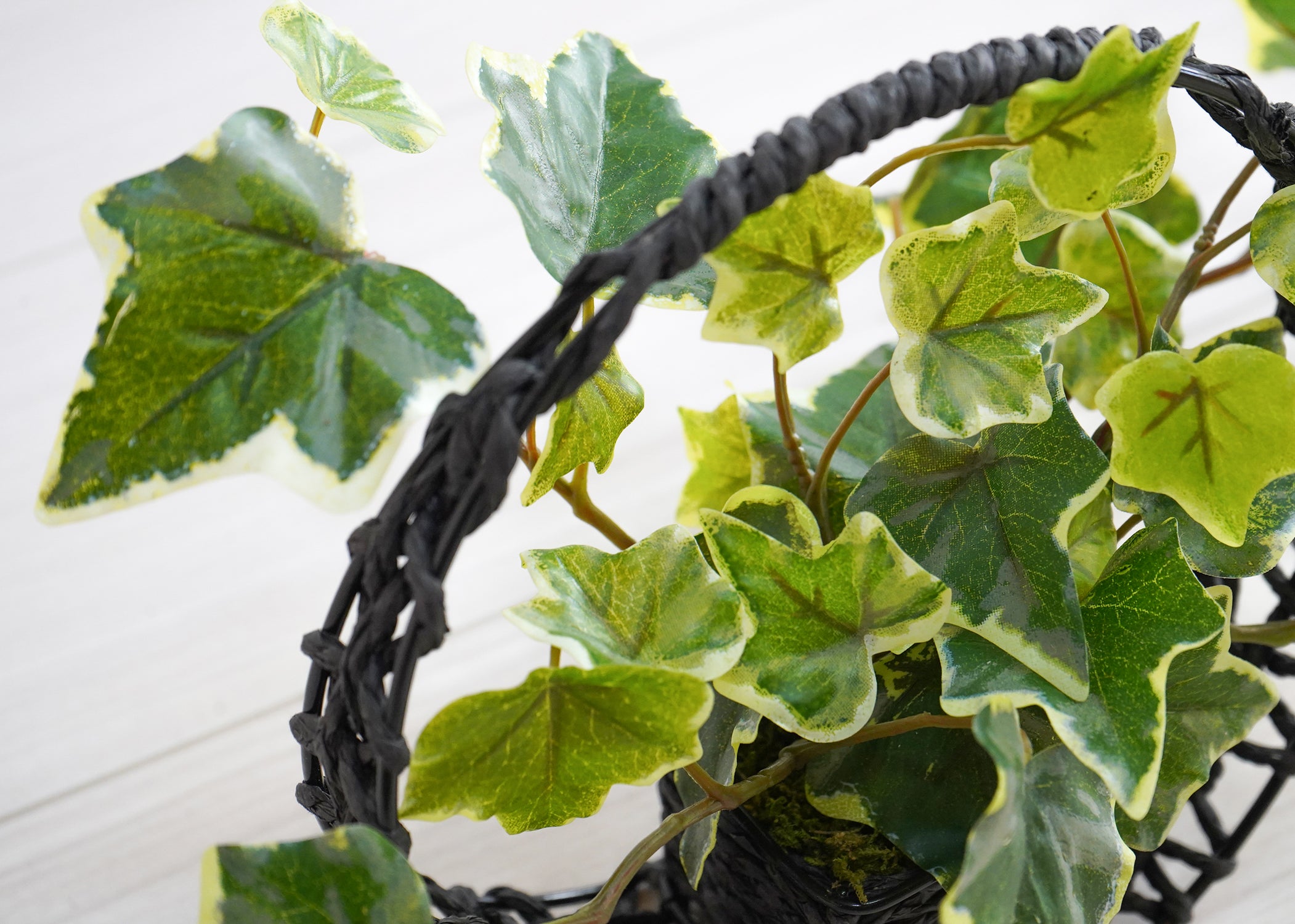 アイビー(1点物)