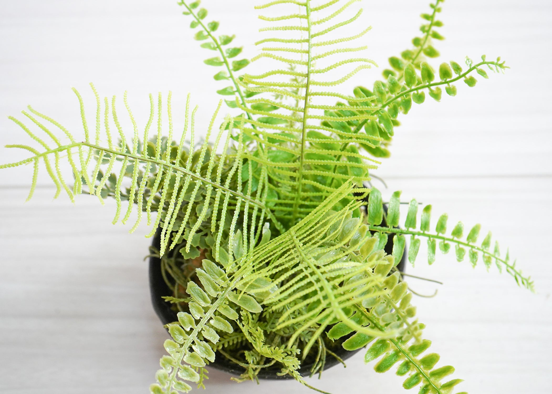 ファーン(1点物)