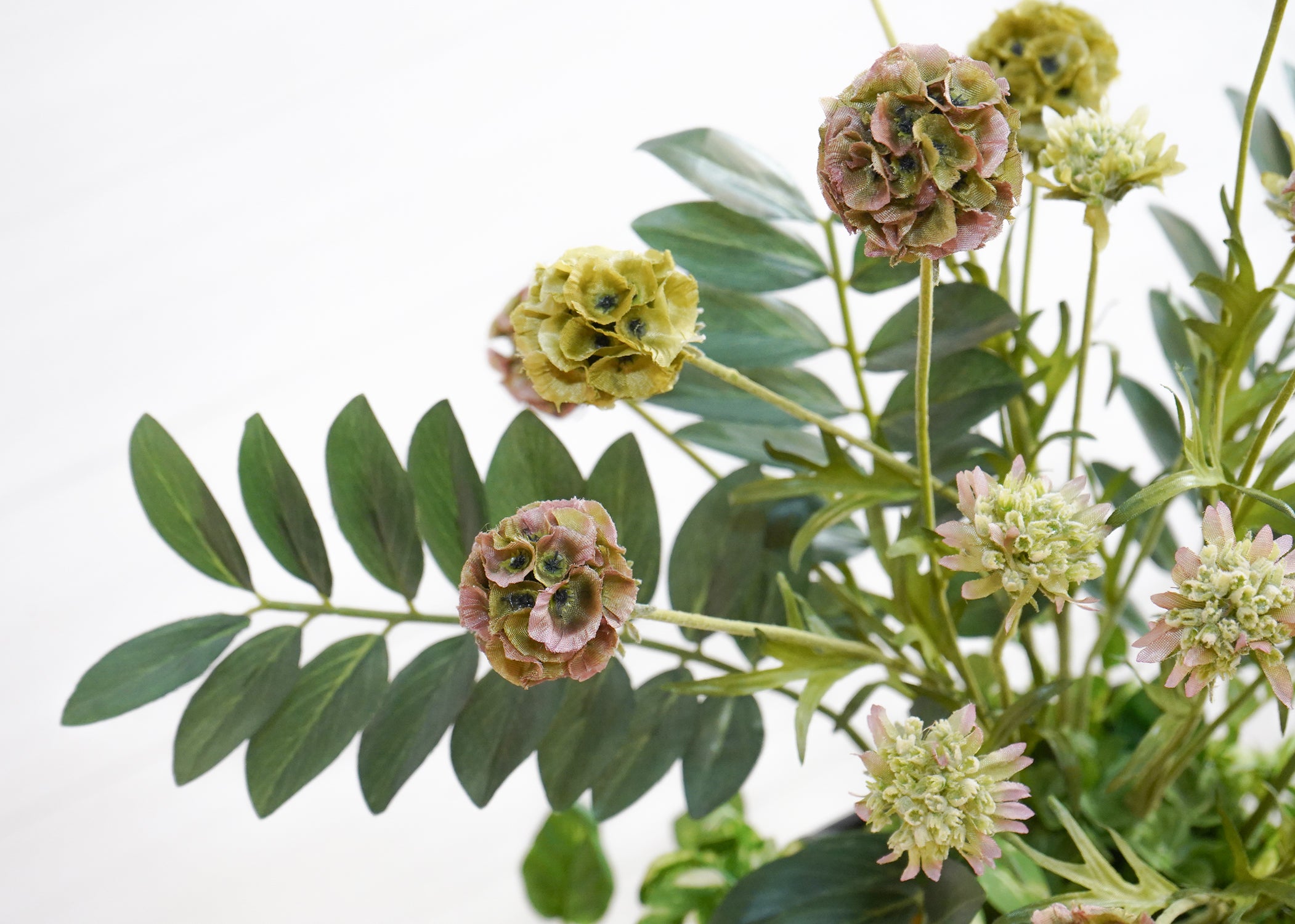 ポトス・ザミオ(1点物)