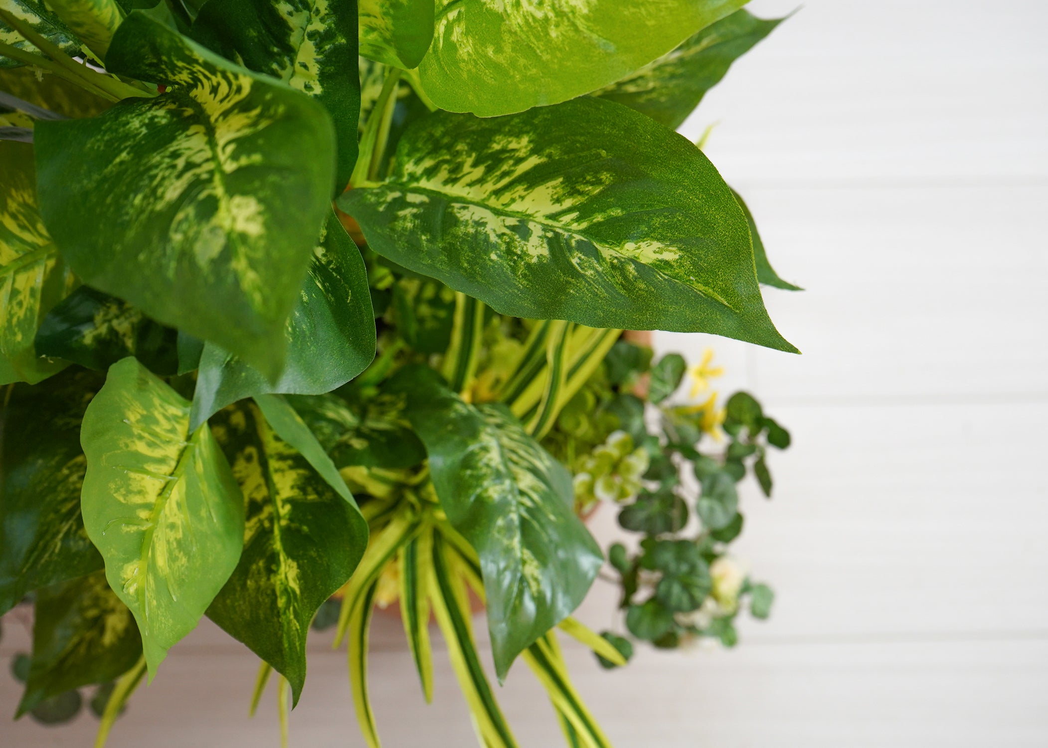 ディフェンバキア(1点物)